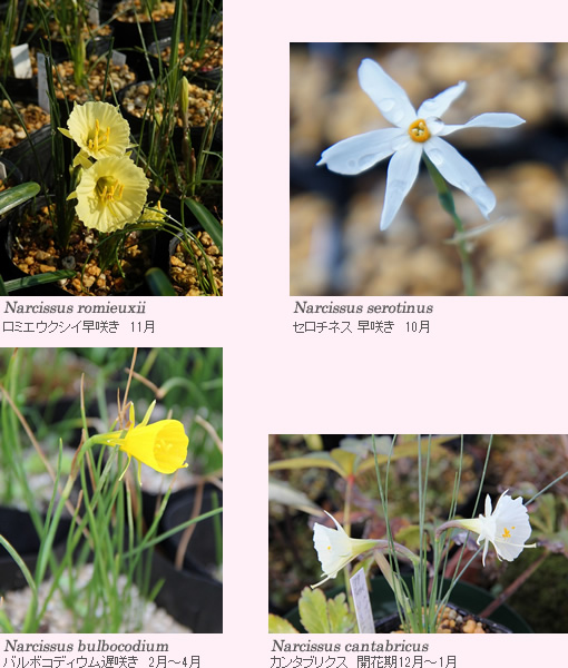 Narcissus romieuxii ロミエウクシイ早咲き 11月 Narcissus serotinus セロチネス 早咲き 10月 Narcissus bulbocodium バルボコディウム遅咲き 2月~4月 Narcissus cantabricus カンタブリクス 開花期12月~1月
