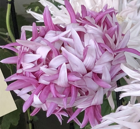 江戸菊