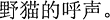 中国語:のら猫の叫び。